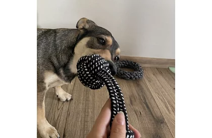 Nagy kutyajáték készlet - 10 db