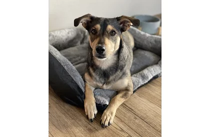 Kutyus és macskás fekhely 60 × 45 cm