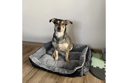 Kutyus és macskás fekhely 60 × 45 cm