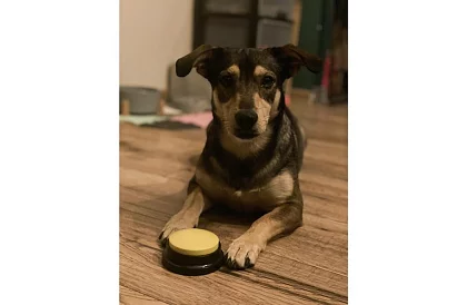 Felvételi beszélő gombok kutyáknak – kommunikációs tréning otthon