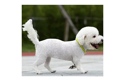 Világító LED nyakörv USB töltéssel és állítható hosszúsággal