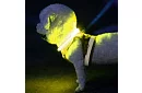 Világító LED nyakörv USB töltéssel és állítható hosszúsággal