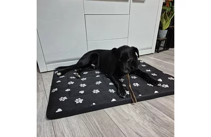 Vízálló kutyafekhely - matrac 100x70 cm