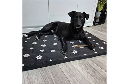 Vízálló kutyafekhely - matrac 100x70 cm