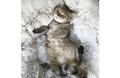 Luxusos kutya-, macska- és nyúlágy - 60 cm