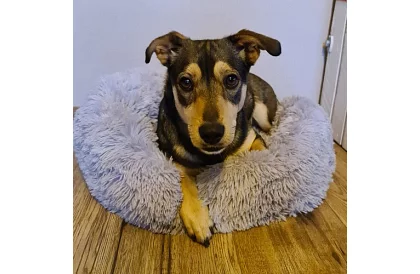 Luxusos kutya-, macska- és nyúlágy - 60 cm