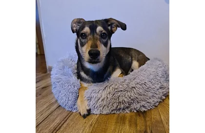 Luxusos kutya-, macska- és nyúlágy - 60 cm