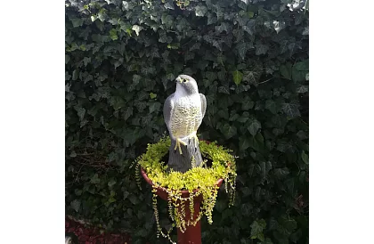 Madárriasztó – valósághű sólyom