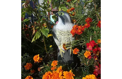 Madárriasztó – valósághű sólyom