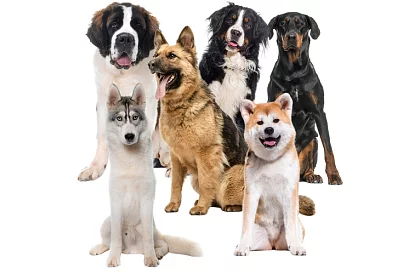 Hűtőgél párna fekete - 110 x 70 cm