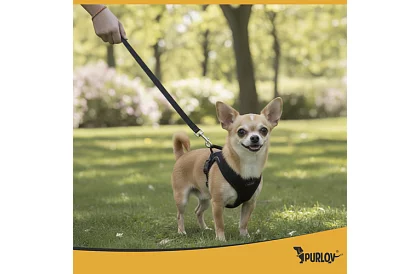 Nyomásmentes hám kutyáknak és macskáknak pórázzal – XS méret