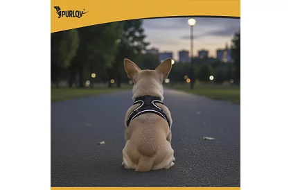 Nyomásmentes hám kutyáknak és macskáknak pórázzal – XS méret