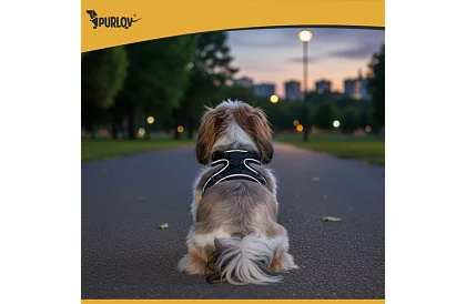 Nyomásmentes hám kutyáknak és macskáknak pórázzal – M-es méret