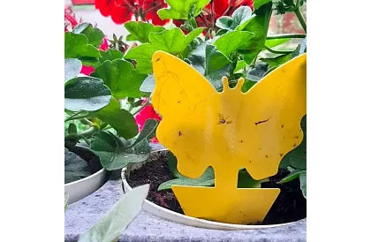 Lepkék a rovarok Repest – 12 darab