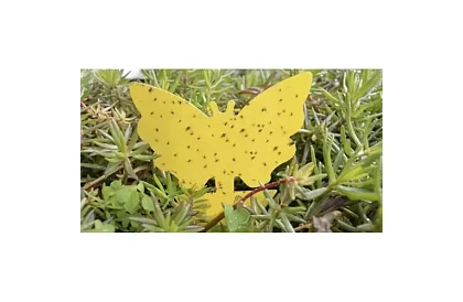 Lepkék a rovarok Repest – 12 darab