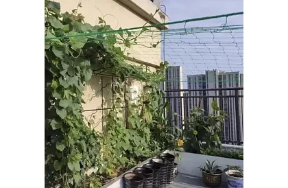 Hálózati támogatás növények számára 2x20 m