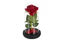 Örök rózsa üvegben LED világítással