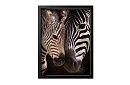A természet közelsége - kép - Zebra kölyökkel részlet 55