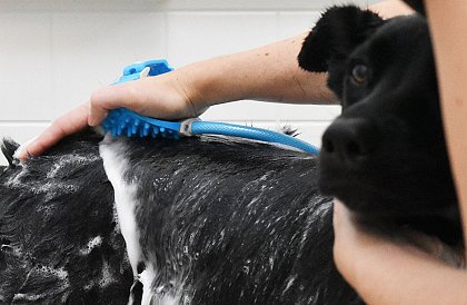 Kézi masszázs zuhany kutyák, macskák és más állatok számára