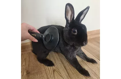 Öntisztító szőrvágó kefe