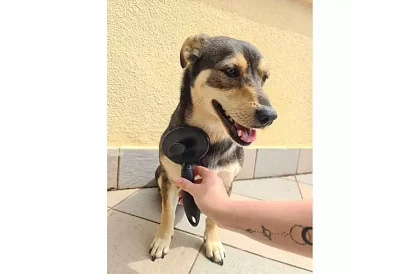 Öntisztító szőrvágó kefe