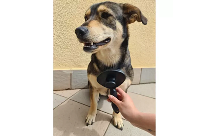 Öntisztító szőrvágó kefe