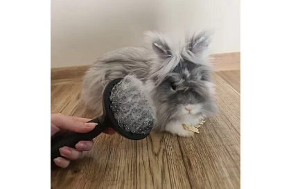 Öntisztító szőrvágó kefe