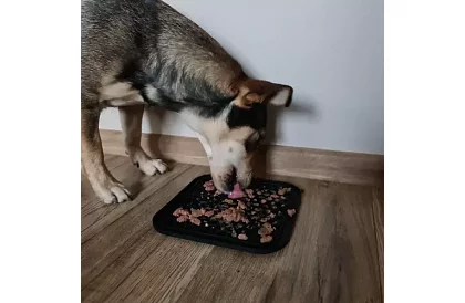 Antistresszóna kutya számára