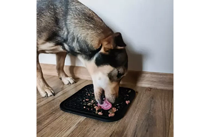 Antistresszóna kutya számára