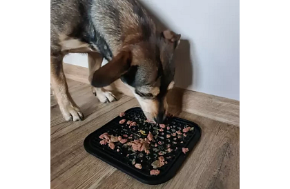 Antistresszóna kutya számára