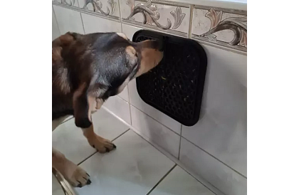 Antistresszóna kutya számára