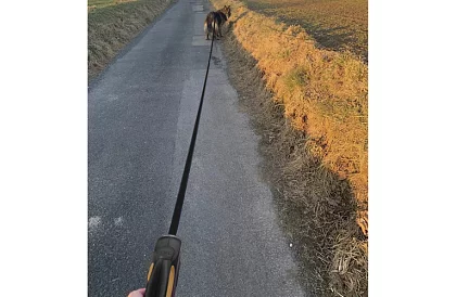 Automatikus Flexi póráz 15 kg-ig – 5 m