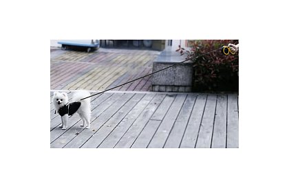 Automatikus Flexi póráz 15 kg-ig – 5 m