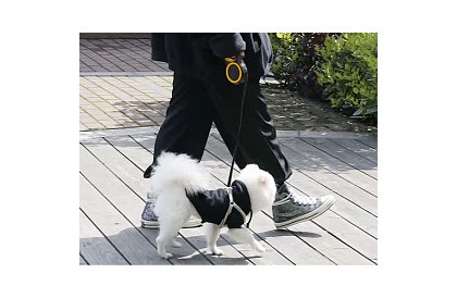 Automatikus Flexi póráz 15 kg-ig – 5 m