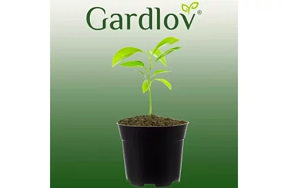 Kerti ültető virágcserép 16 cm – 500 darab