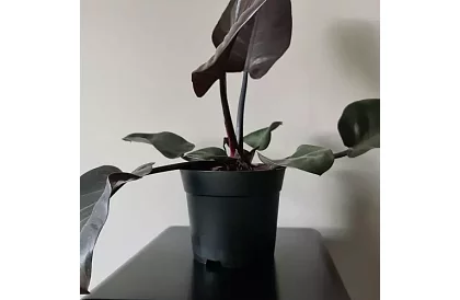 Kerti ültető virágcserép 16 cm – 500 darab