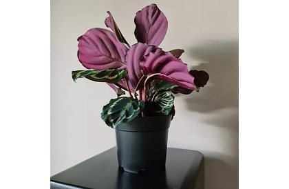 Kerti ültető virágcserép 16 cm – 500 darab