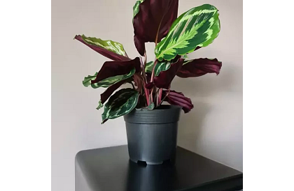 Kerti ültető virágcserép 16 cm – 500 darab