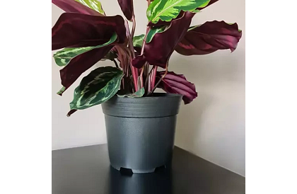 Kerti ültető virágcserép 16 cm – 500 darab