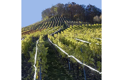 Holografikus szalag a madarak elriasztására - 80 méter