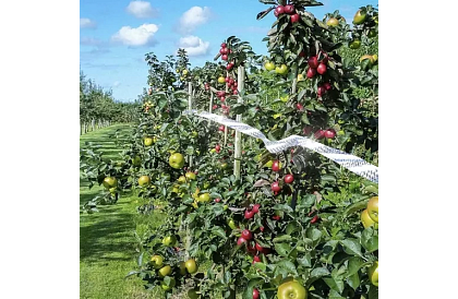 Holografikus szalag a madarak elriasztására - 80 méter