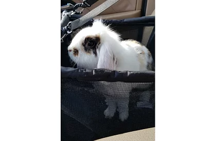 Háziállat szállító táska az autó ülésére