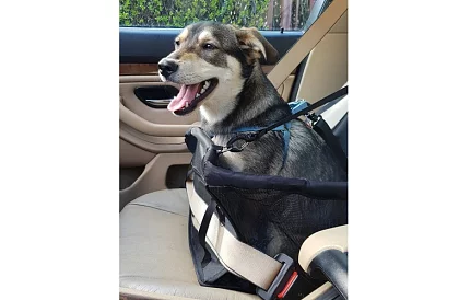 Háziállat szállító táska az autó ülésére