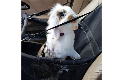 Háziállat szállító táska az autó ülésére