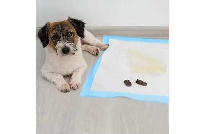 Abszorbeáló higiéniai betétek 50 db – 60x60 cm + ürülékzsákok