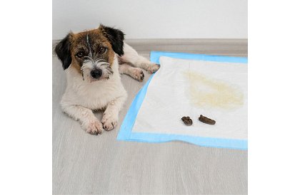 Abszorbeáló higiéniai betétek 50 db – 60x60 cm + ürülékzsákok