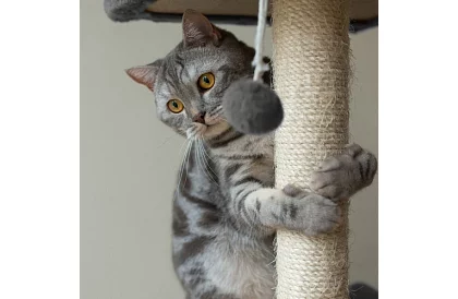 Szürke macska kaparó - 71 x 44 x 34 cm