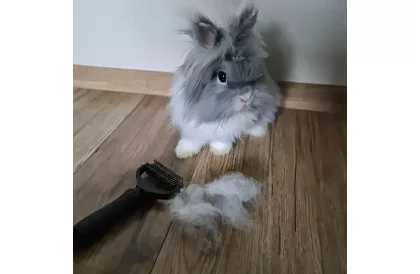 Fésű a szőr és aljszőrzet fésülésére