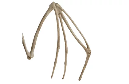 Kis denevér 30 cm - halloween dekoráció