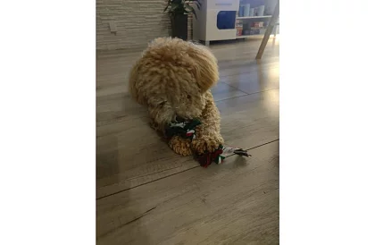 Kutya játék készlet - 6 darab